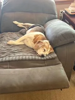 A senior medium-sized male Black Beagle dog named Oscar for adoption in Wichita, KS