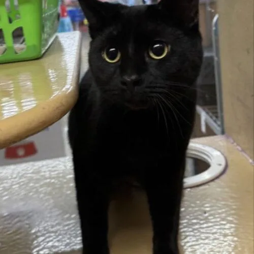 A young medium-sized male Black Domestic Short Hair cat named Marcus for adoption in Canal Winchester, OH
