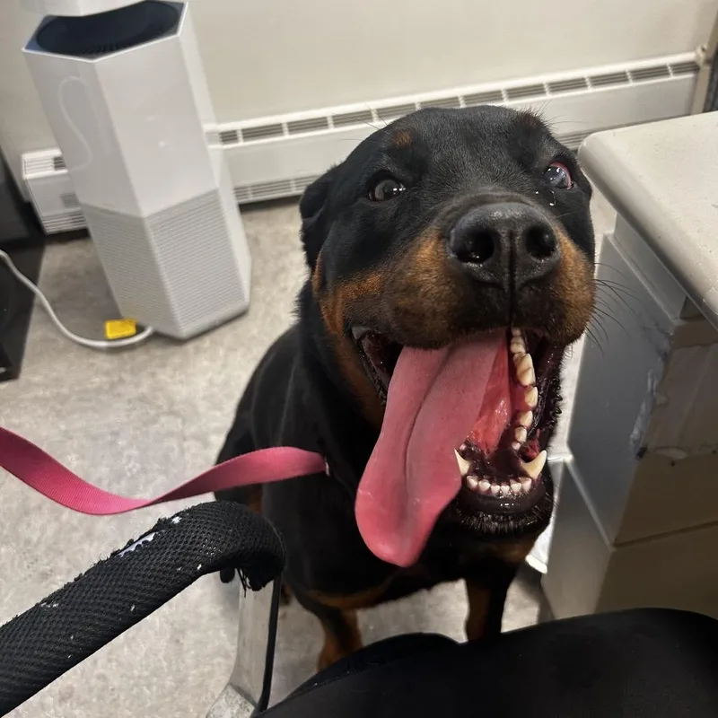 An adult large-sized female Black Rottweiler dog named Grace for adoption in Philadelphia, PA