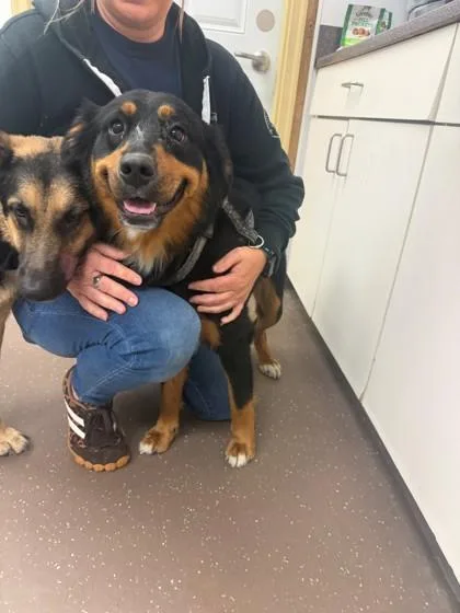 An adult large-sized female Mixed Breed dog named Maggie for adoption in South Bend, IN