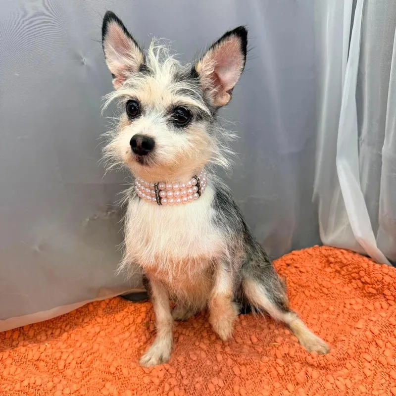 An adult small-sized female Gray / Blue / Silver Yorkshire Terrier dog named Mia for adoption in Foley, AL
