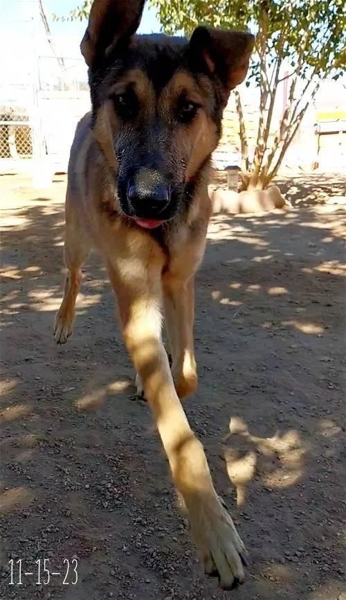 Cilantro thumbnail 2