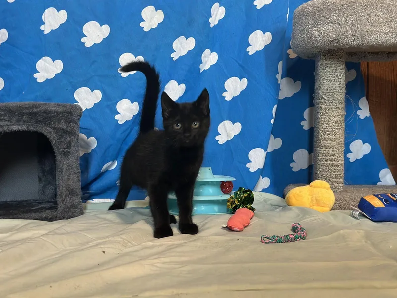 A baby medium-sized female Black Domestic Short Hair cat named Tater for adoption in Gettysburg, PA