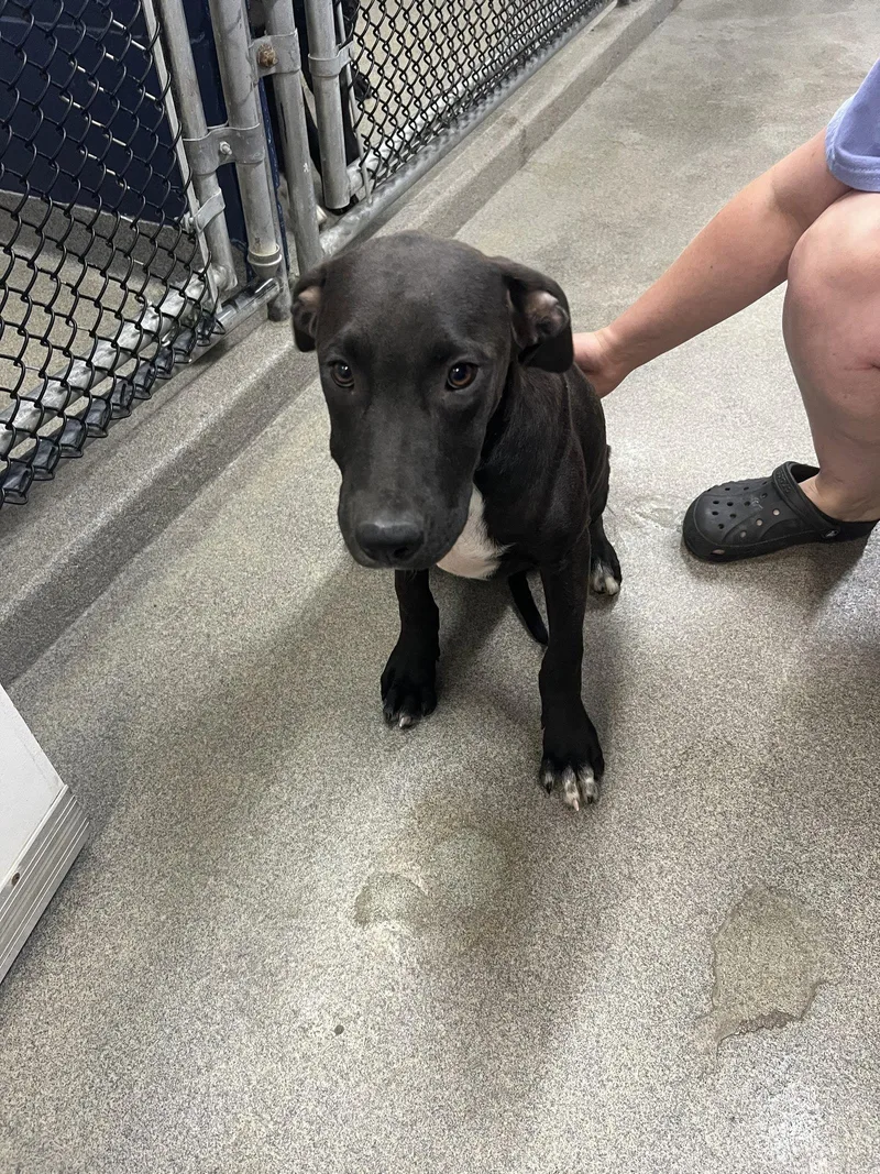 A young medium-sized male Labrador Retriever dog named Art  months for adoption in Sterling, MA