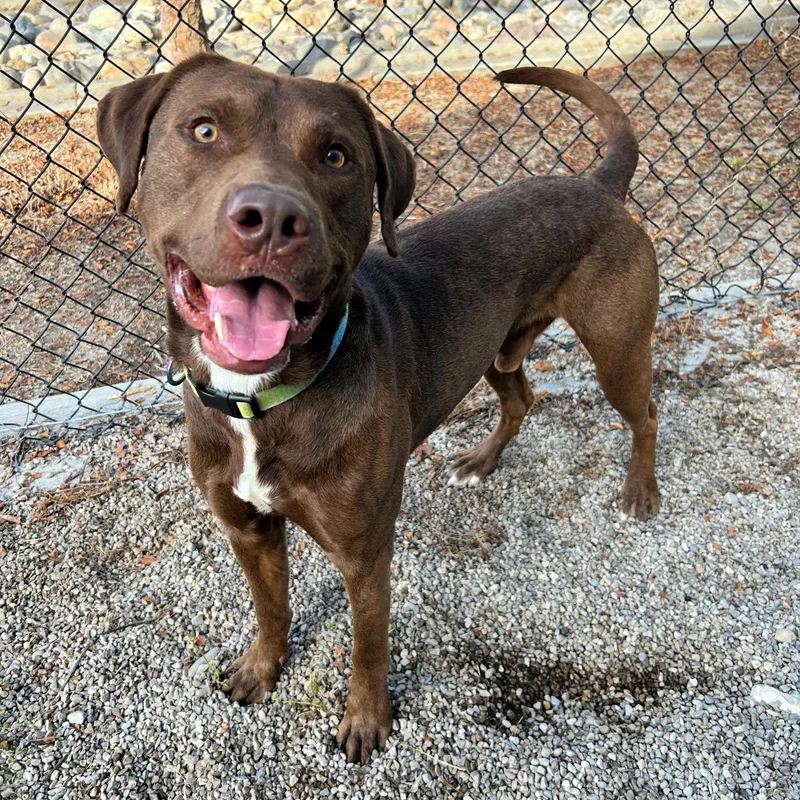 A young large-sized male Labrador Retriever dog named Kona for adoption in Lindon, UT