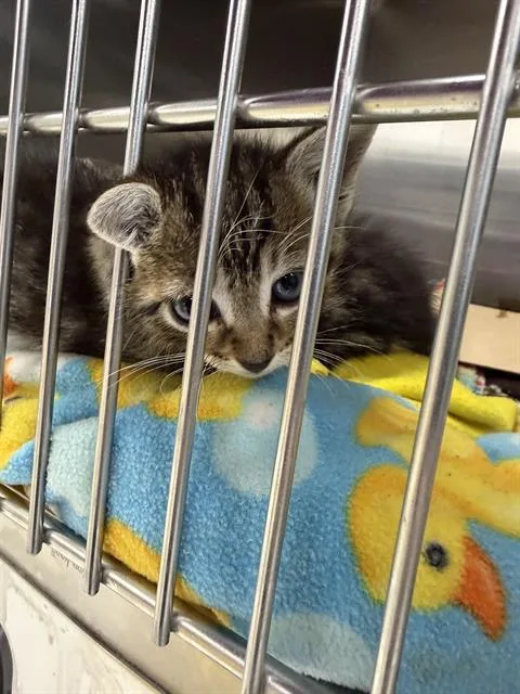 A baby small-sized male Domestic Short Hair cat named Charlie for adoption in Omaha, NE