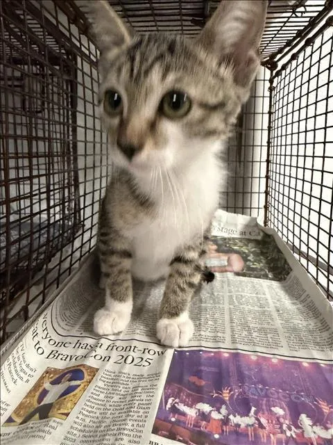 A baby small-sized female Domestic Short Hair cat named Sony for adoption in Van Nuys, CA