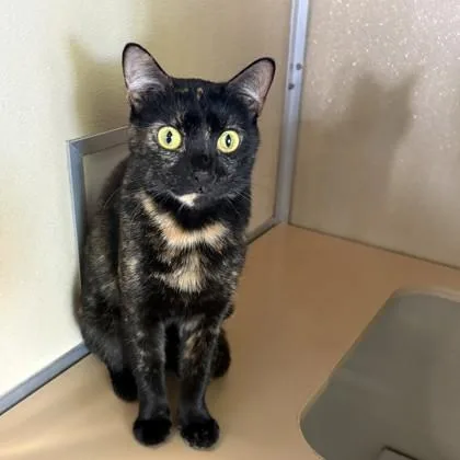 An adult medium-sized female Domestic Short Hair cat named Chiquitita for adoption in Honolulu, HI