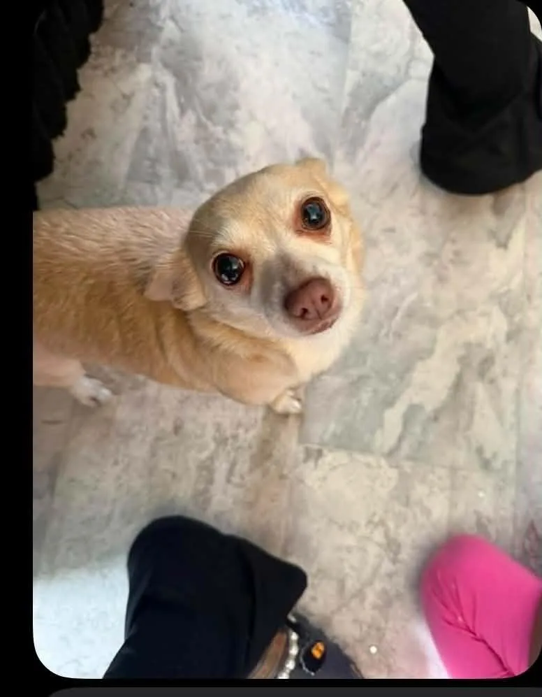 Rosie thumbnail 2