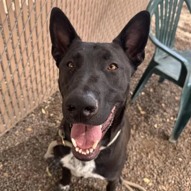 An adult large-sized male German Shepherd Dog dog named Luigi for adoption in Phoenix, AZ