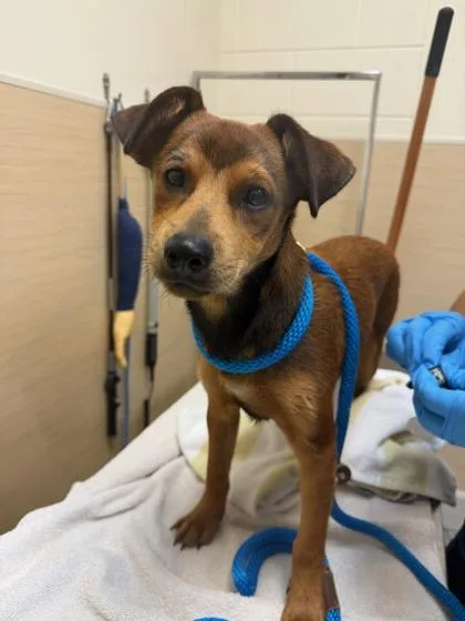 A baby small-sized male Toy Fox Terrier dog named Buggy for adoption in Honolulu, HI