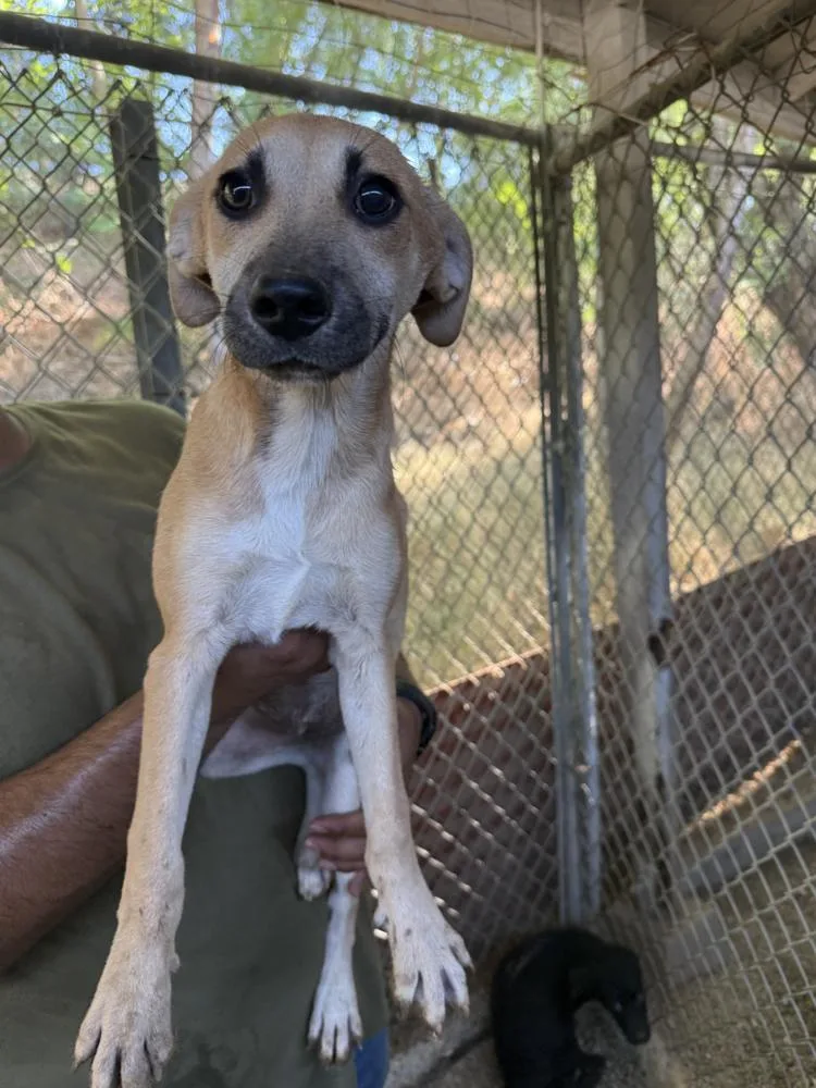 A baby medium-sized female Chihuahua dog named Ocean for adoption in Manhattan, NY