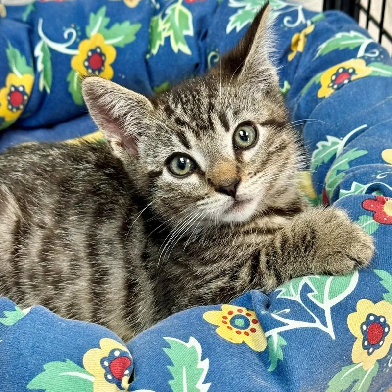 A baby small-sized male Brown / Chocolate Domestic Short Hair cat named Butter Pecan for adoption in Hawthorne, CA