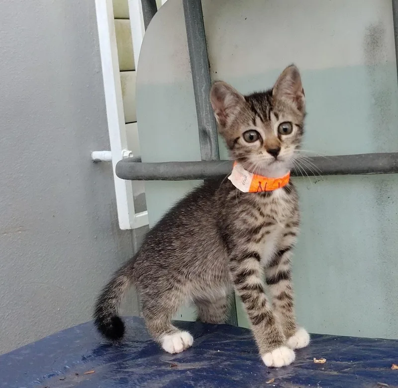 A baby medium-sized female Tabby (Buff / Tan / Fawn) Domestic Short Hair cat named Nala for adoption in Franklin, MA