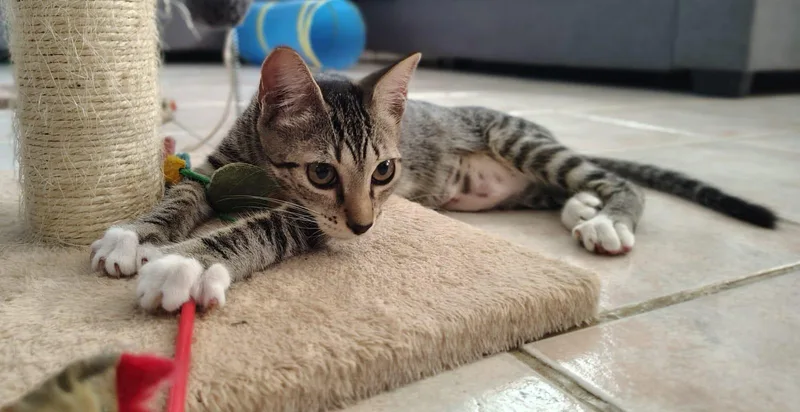 Nala thumbnail 2