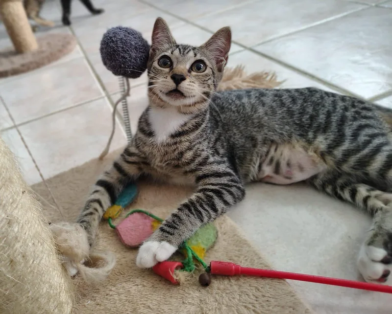 Nala thumbnail 3