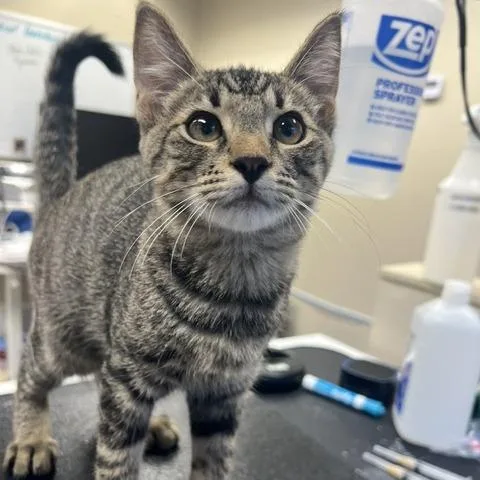 A baby small-sized male Brown / Chocolate Domestic Short Hair cat named Aang for adoption in Lake Panasoffkee, FL