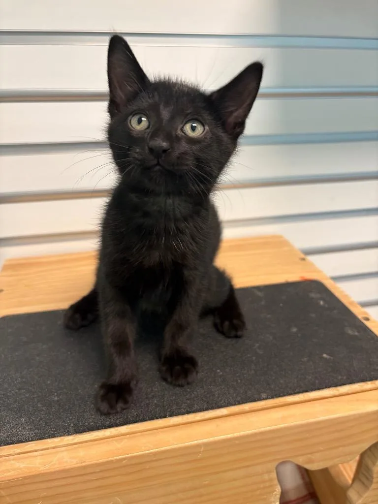 A baby small-sized male Domestic Short Hair cat named Boogie for adoption in Cape Coral, FL