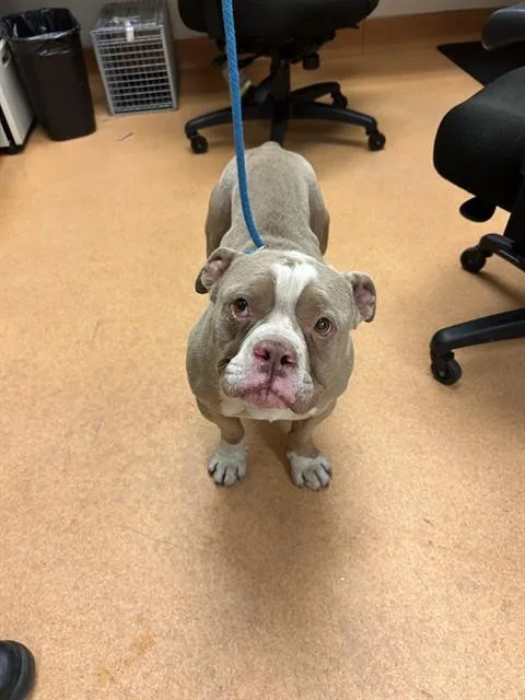 An adult medium-sized male Staffordshire Bull Terrier dog named Gareth for adoption in Martinez, CA