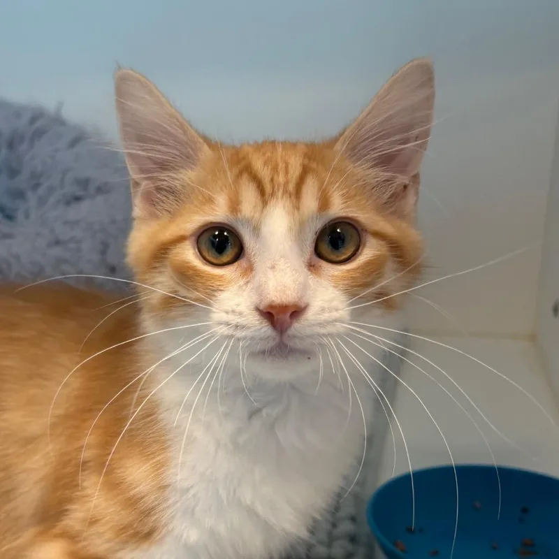 A baby small-sized male Domestic Medium Hair cat named Chicken Wing for adoption in Cumming, GA