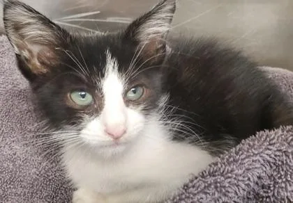 A young large-sized female Domestic Short Hair cat named Mildred for adoption in Kansas City, MO