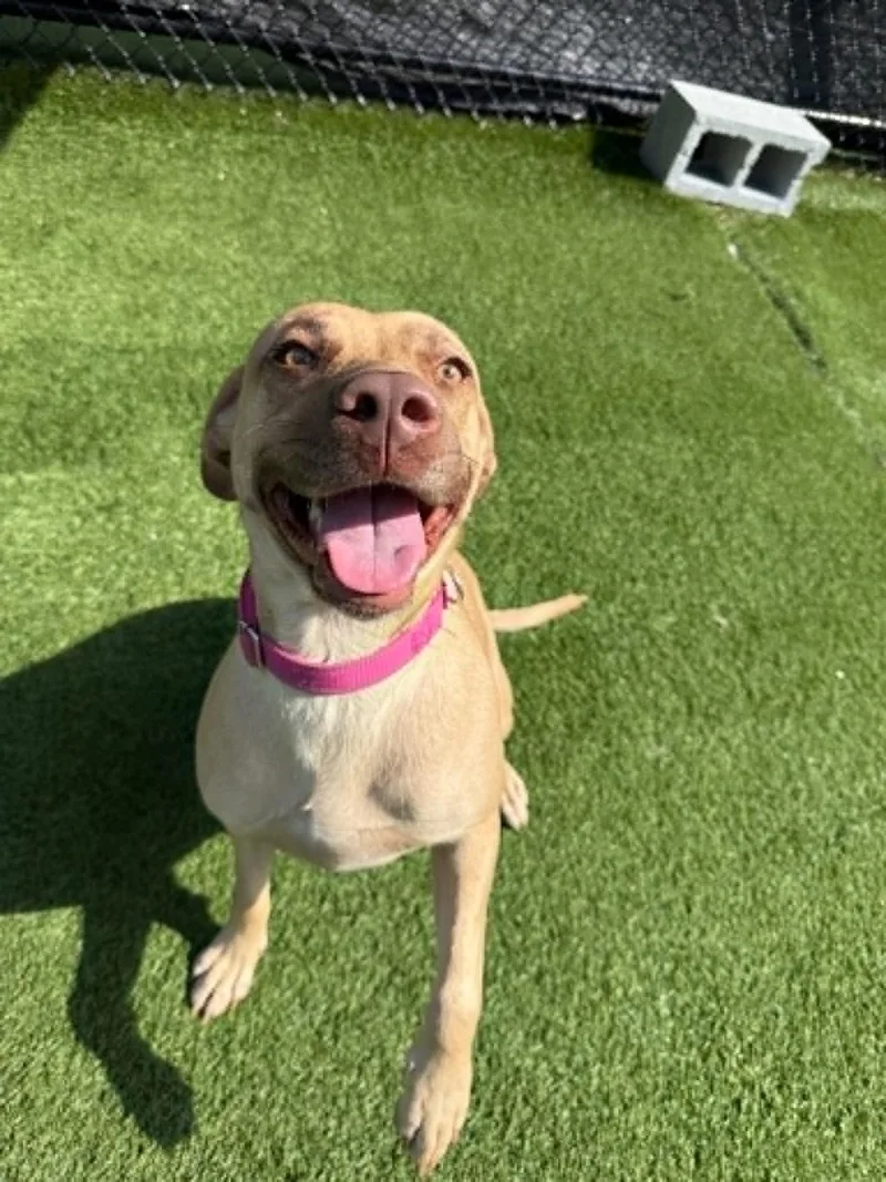 An adult large-sized female Yellow Labrador Retriever dog named Flowers for adoption in Groton, CT