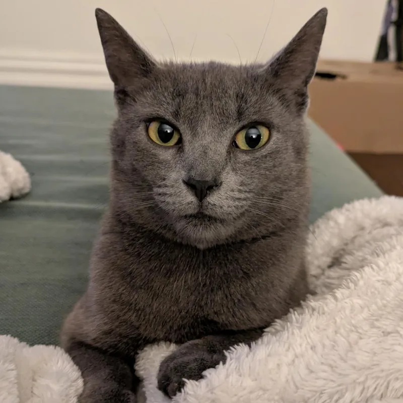A young medium-sized female Gray / Blue / Silver Domestic Short Hair cat named Jelly for adoption in Gibsonia, PA