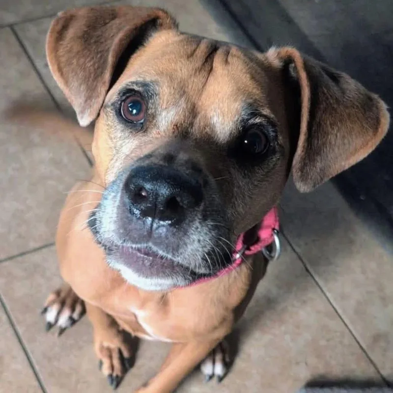 A senior medium-sized male Brown / Chocolate Redbone Coonhound dog named Bleu for adoption in Tunkhannock, PA
