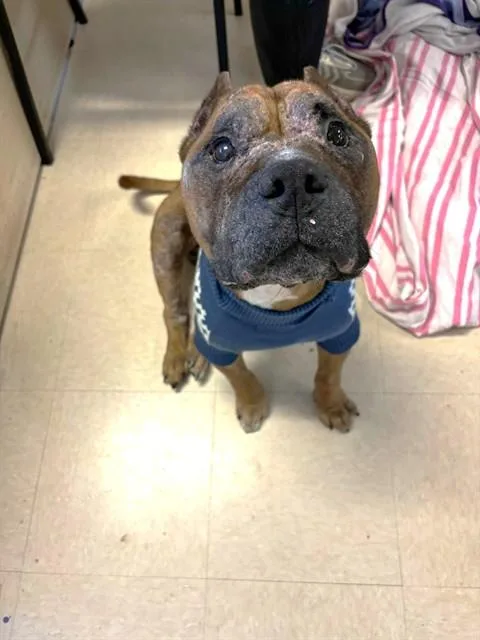 A senior medium-sized male Mixed Breed dog named Brutus for adoption in Jacksonville, FL