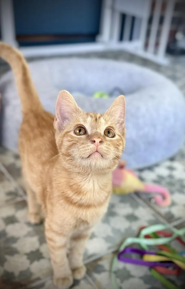 A baby small-sized male Tabby cat named Ovi for adoption in Dallas, TX