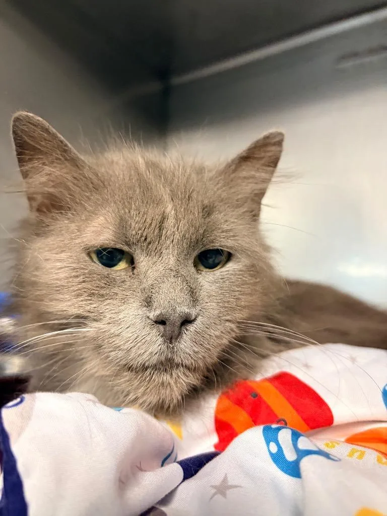 An adult medium-sized female Domestic Long Hair cat named Elvira for adoption in Huntington, IN