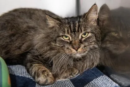 An adult medium-sized female Domestic Long Hair cat named Lucy for adoption in Ringoes, NJ