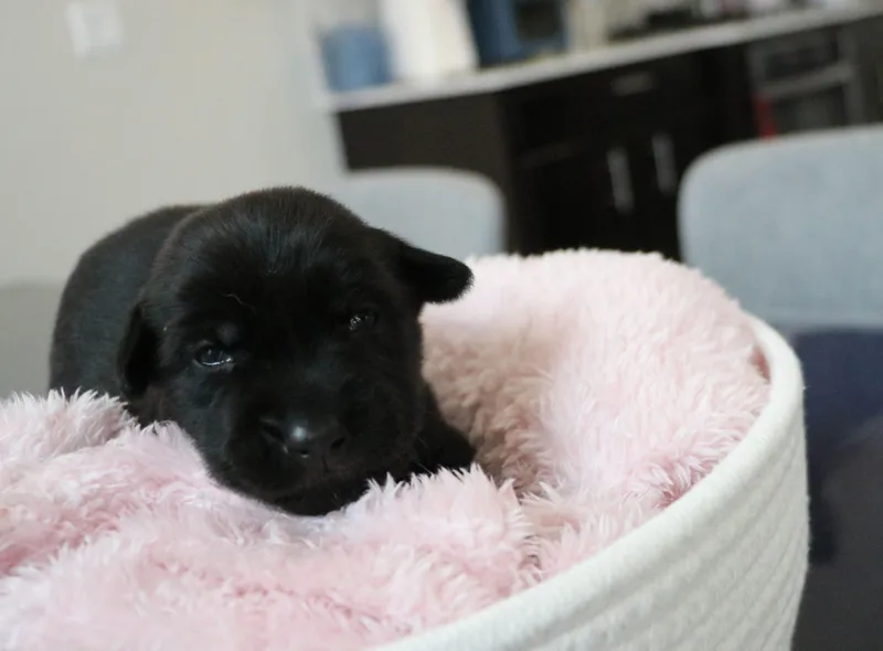 A baby medium-sized female Black Mixed Breed dog named Sue E for adoption in Pflugerville, TX