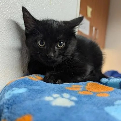 A baby small-sized male Black Domestic Short Hair cat named Huron for adoption in Rochester, MN