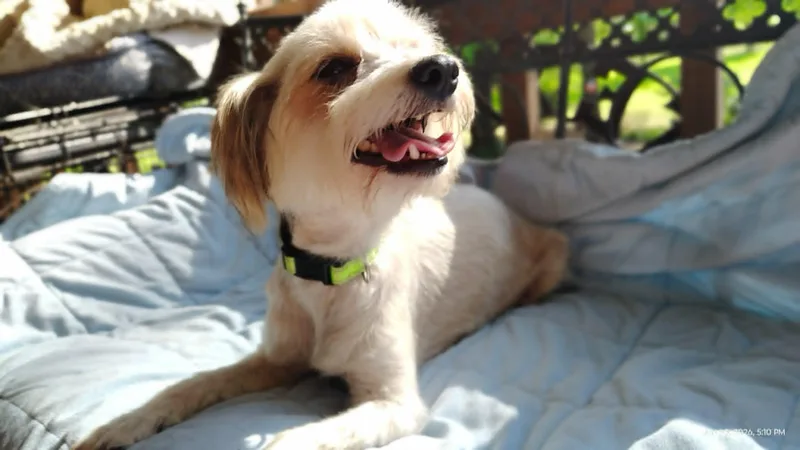 An adult small-sized female Maltese dog named Tennis Shoe for adoption in New Baltimore, MI