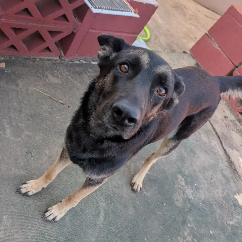 A young medium-sized female German Shepherd Dog dog named Spazzy for adoption in Tulsa, OK