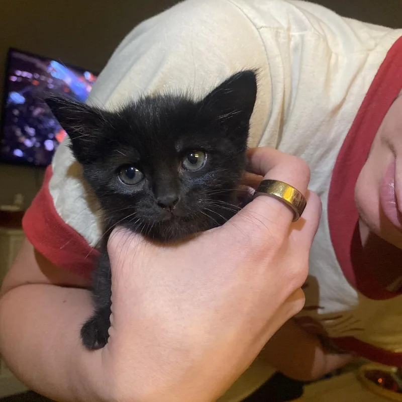 A baby small-sized female Black American Shorthair cat named Chip for adoption in Odessa, TX