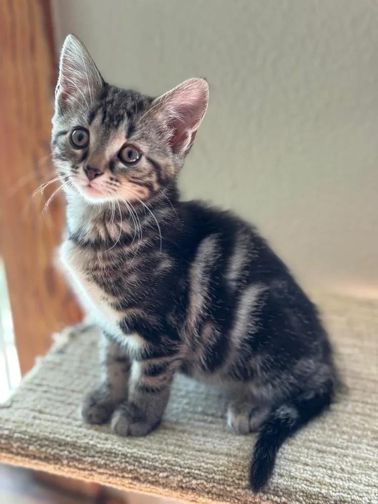 Tenebrus thumbnail 3