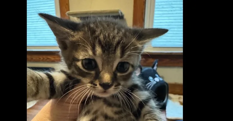 Tenebrus thumbnail 4