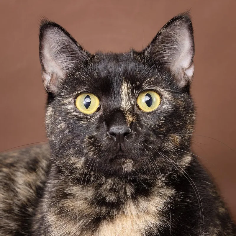 A young medium-sized female Tortoiseshell Domestic Short Hair cat named Potato for adoption in Franklin, TN