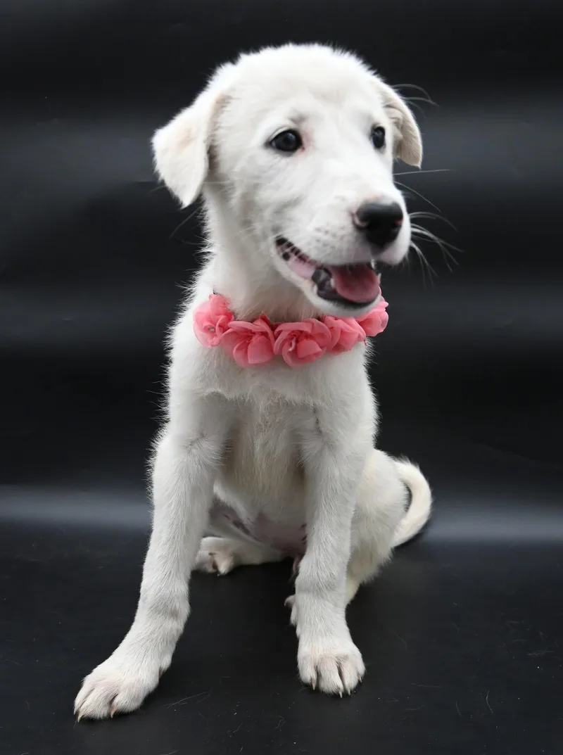A baby medium-sized female Great Pyrenees dog named Sand Dollar. for adoption in Mobile, AL