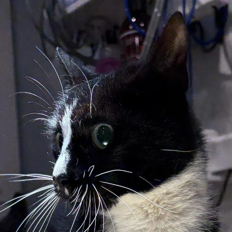 An adult medium-sized female Black Domestic Short Hair cat named Ellie for adoption in Scituate, MA