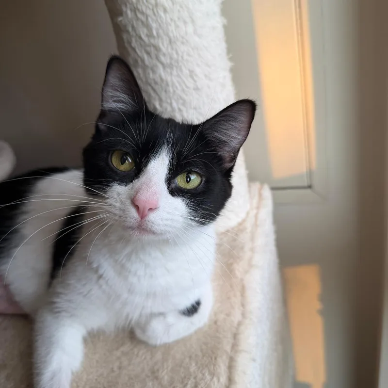 A young medium-sized female Black Domestic Short Hair cat named Allison Cat C for adoption in Minnetonka, MN