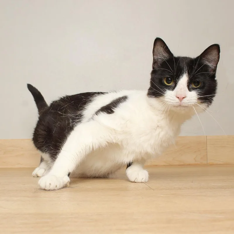 Allison Cat C thumbnail 6