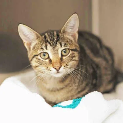 A baby small-sized female Gray / Blue / Silver Domestic Short Hair cat named Charlotte for adoption in Atlanta, GA