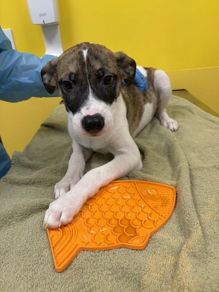 A baby small-sized female Mixed Breed dog named Fannie for adoption in Raleigh, NC