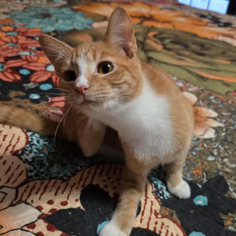 Pork Chop Pete thumbnail 2