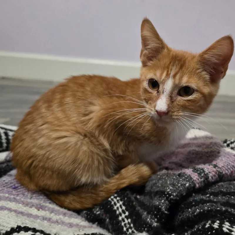 Pork Chop Pete thumbnail 3