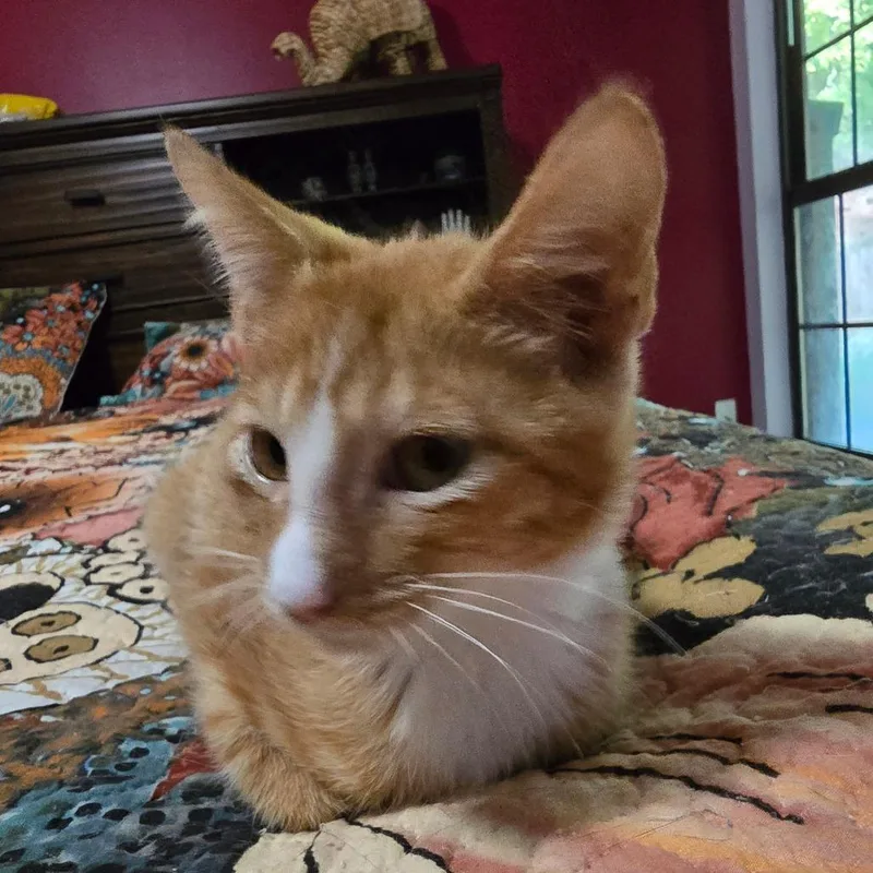 Pork Chop Pete thumbnail 4