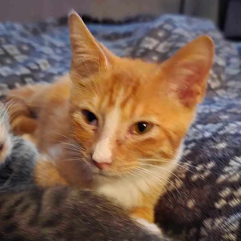 Pork Chop Pete thumbnail 5